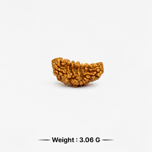 Natural Rudraksha 1 Face (Lab Certified)