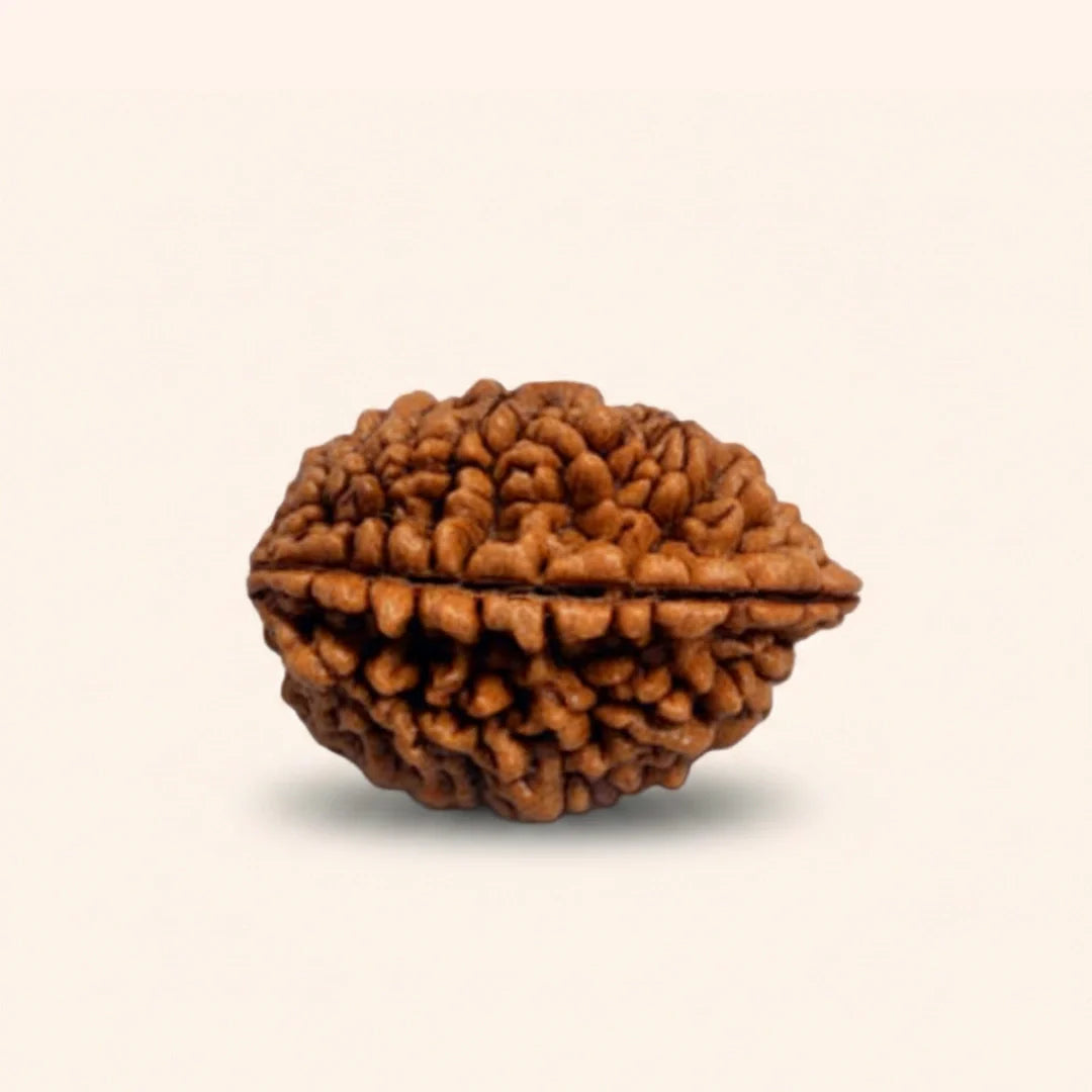 Rudraksha
