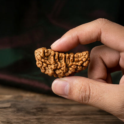 Original 1 Mukhi Rudraksha