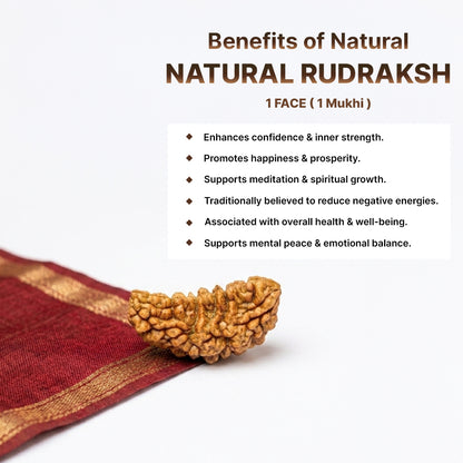 Original 1 Mukhi Rudraksha Benefits