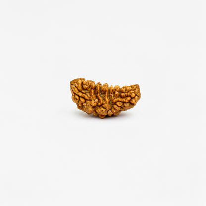 Original 1 Mukhi Rudraksha