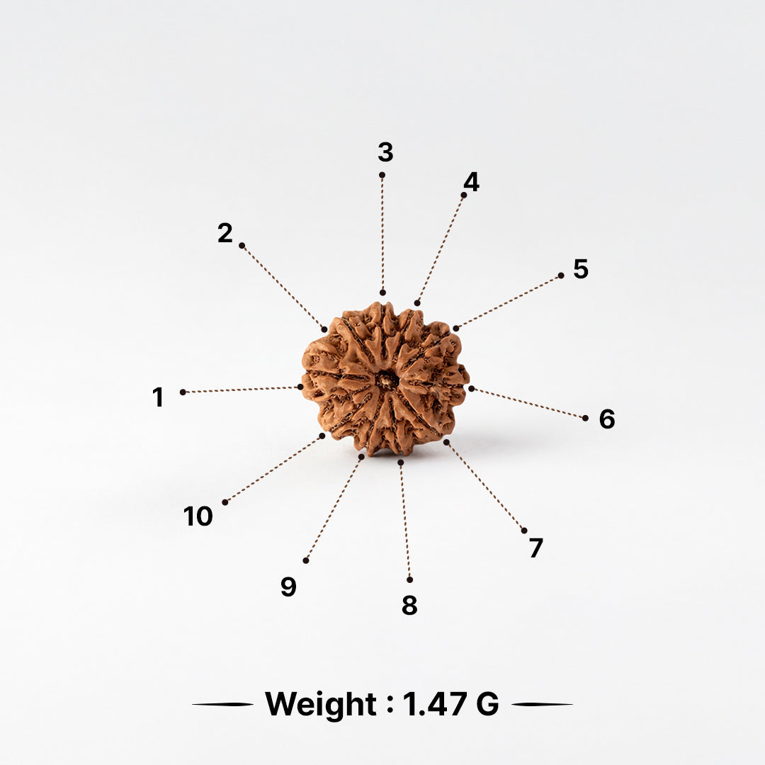 Natural Rudraksha Pendant 10 Face (Lab Certified)