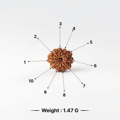 Natural Rudraksha Pendant 10 Face (Lab Certified)