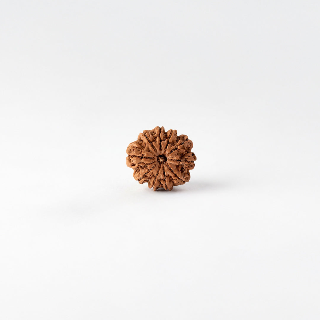 Natural Rudraksha Pendant 10 Face (Lab Certified)