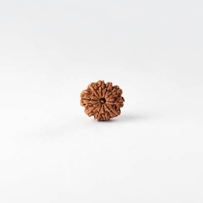 Natural Rudraksha Pendant 10 Face (Lab Certified)