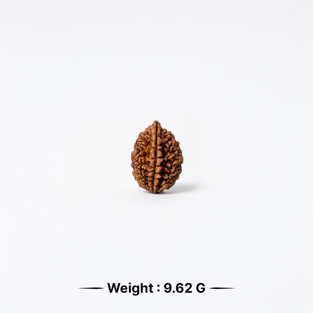 Natural 2 Mukhi Rudraksha Pendant (Lab Certified)