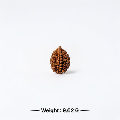 Natural 2 Mukhi Rudraksha Pendant (Lab Certified)