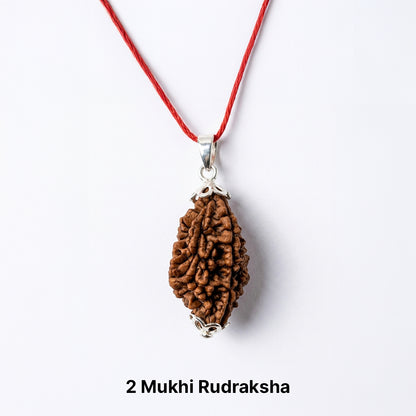 Natural 2 Mukhi Rudraksha Pendant (Lab Certified)