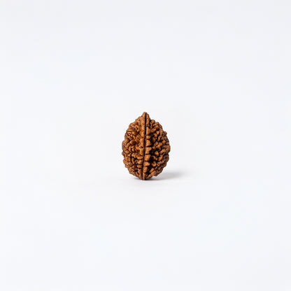 Natural 2 Mukhi Rudraksha Pendant (Lab Certified)