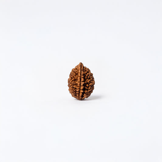 Natural 2 Mukhi Rudraksha Pendant (Lab Certified)