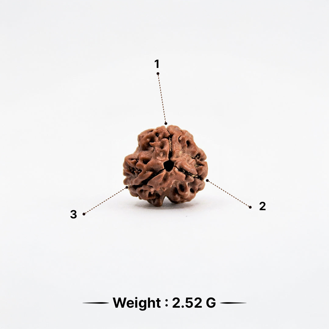 Natural 3 Mukhi Rudraksha Pendant (Lab Certified)