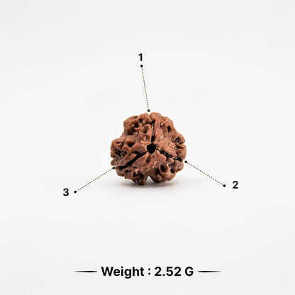 Natural 3 Mukhi Rudraksha Pendant (Lab Certified)
