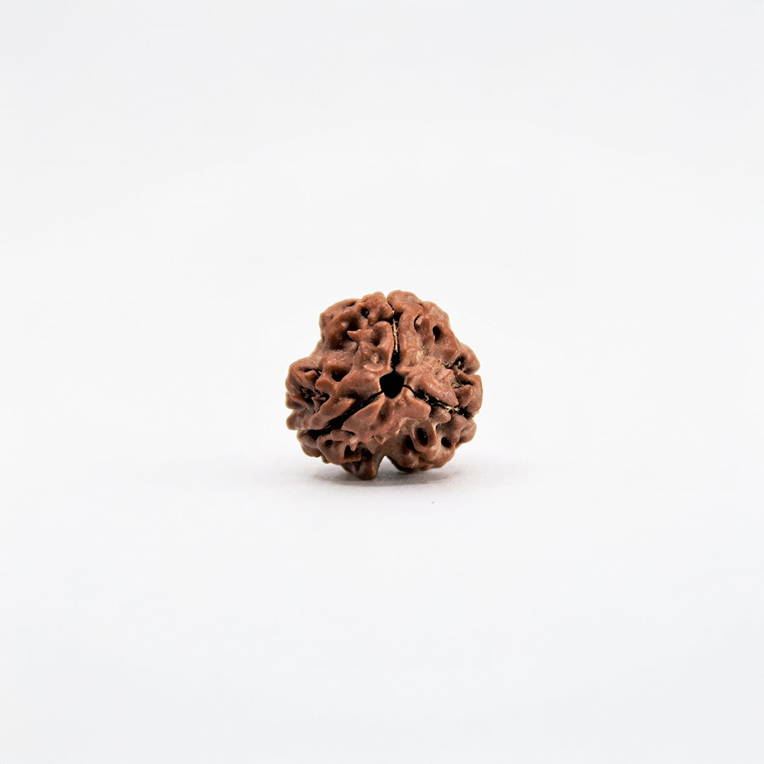 Natural 3 Mukhi Rudraksha Pendant (Lab Certified)