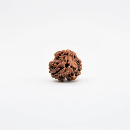 Natural 3 Mukhi Rudraksha Pendant (Lab Certified)