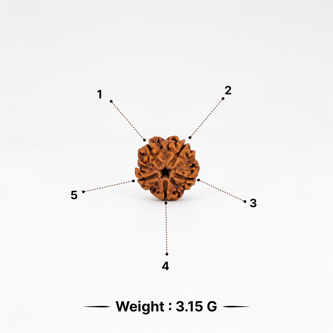 Natural 5 Mukhi Rudraksha Pendant (Lab Certified)