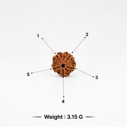 Natural 5 Mukhi Rudraksha Pendant (Lab Certified)