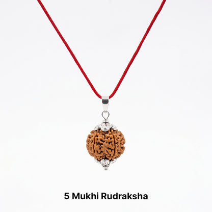 Natural 5 Mukhi Rudraksha Pendant (Lab Certified)