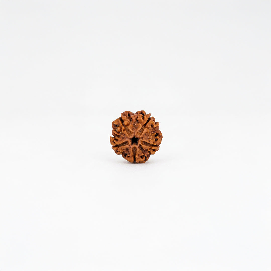 Natural 5 Mukhi Rudraksha Pendant (Lab Certified)