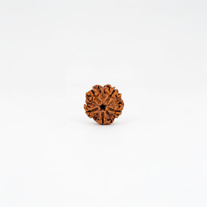 Natural 5 Mukhi Rudraksha Pendant (Lab Certified)