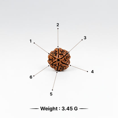Natural Rudraksha Pendant 6 Face (Lab Certified)