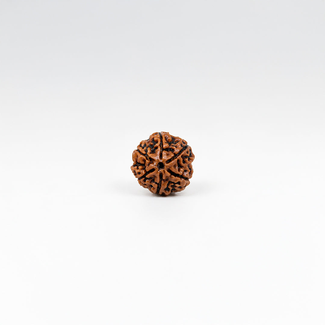 Natural Rudraksha Pendant 6 Face (Lab Certified)