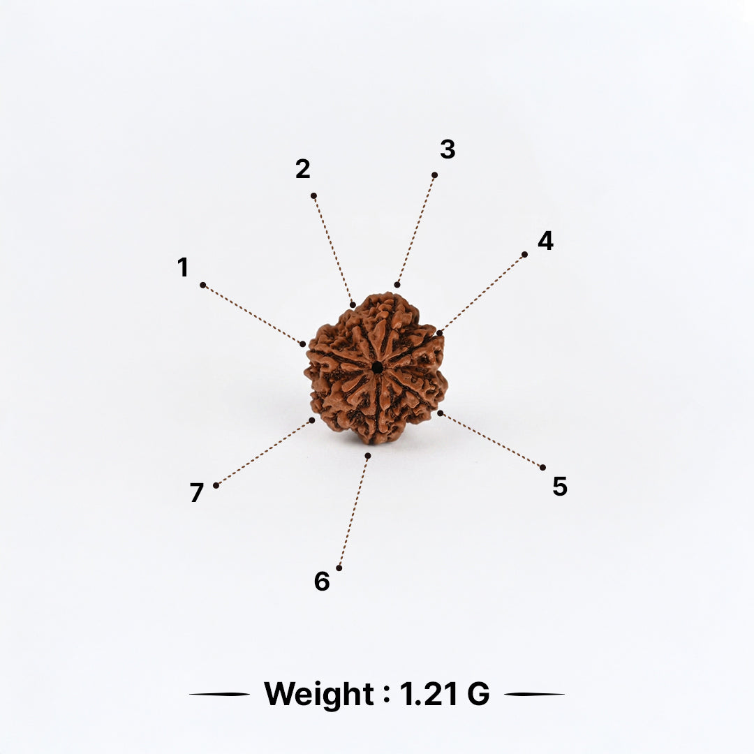 Natural Rudraksha Pendant 7 Face (Lab Certified)