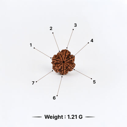 Natural Rudraksha Pendant 7 Face (Lab Certified)