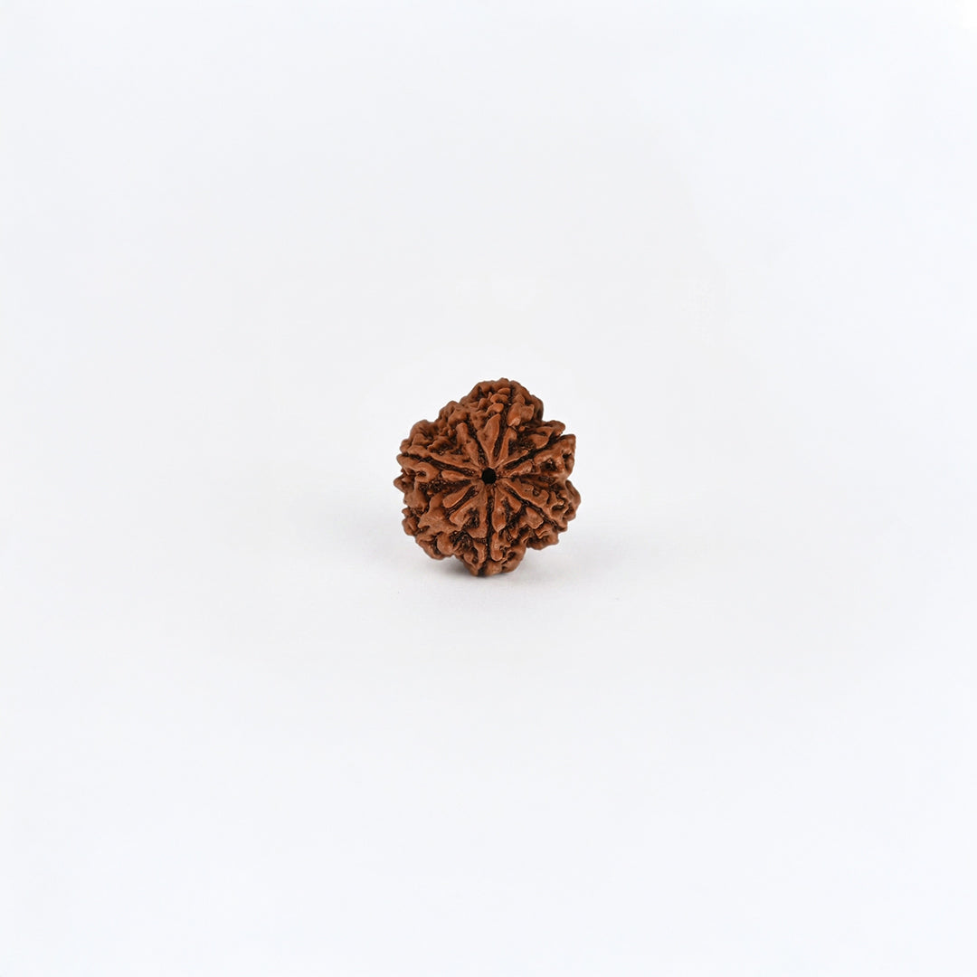 Natural Rudraksha Pendant 7 Face (Lab Certified)