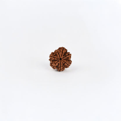 Natural Rudraksha Pendant 7 Face (Lab Certified)