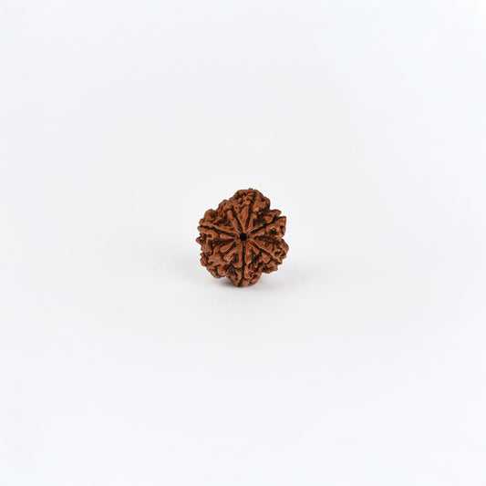 Natural Rudraksha Pendant 7 Face (Lab Certified)