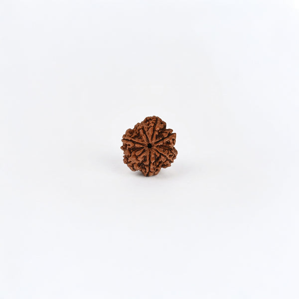 FREE 7MUKHI RUDRAKSHA (for Wealth) on order of ₹ 999.00