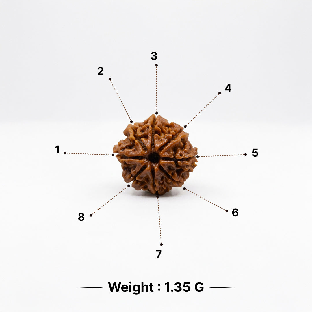 Natural Rudraksha Pendant 8 Face (Lab Certified)
