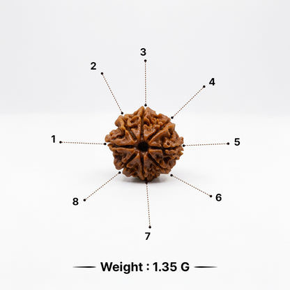 Natural Rudraksha Pendant 8 Face (Lab Certified)