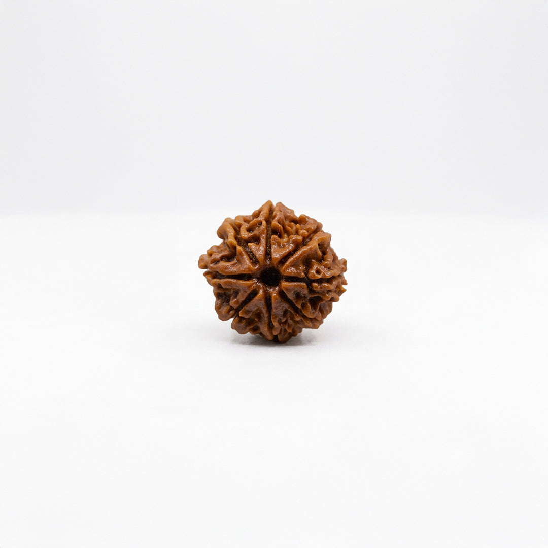 Natural Rudraksha Pendant 8 Face (Lab Certified)