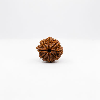 Natural Rudraksha Pendant 8 Face (Lab Certified)