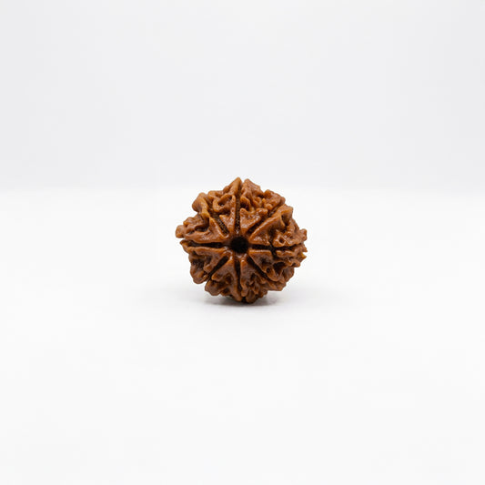 Natural Rudraksha Pendant 8 Face (Lab Certified)