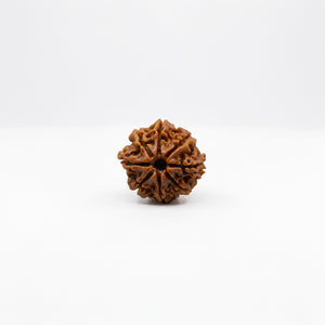 Rudraksha