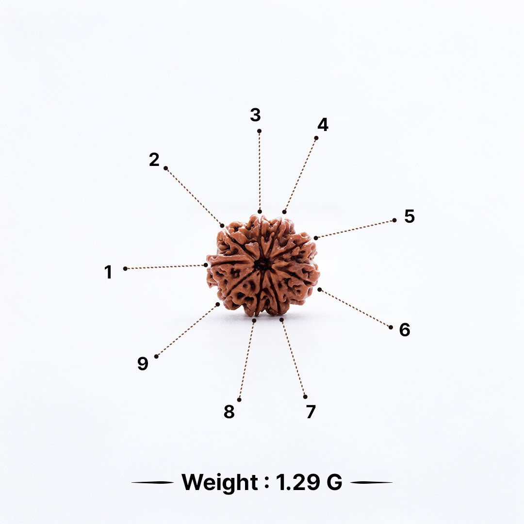 Natural Rudraksha Pendant 9 Face (Lab Certified)