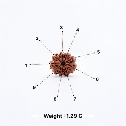 Natural Rudraksha Pendant 9 Face (Lab Certified)