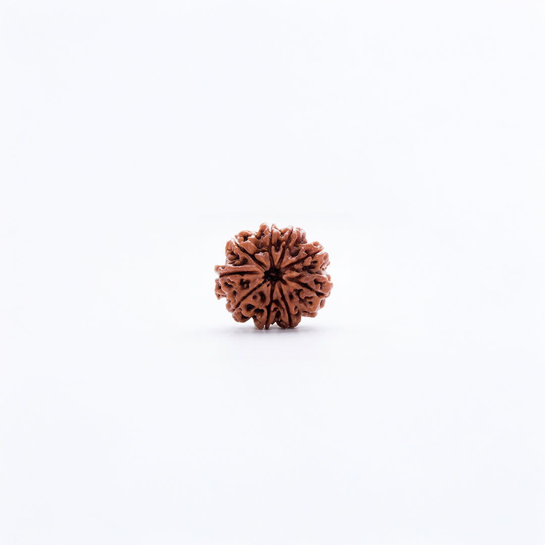 Natural Rudraksha Pendant 9 Face (Lab Certified)