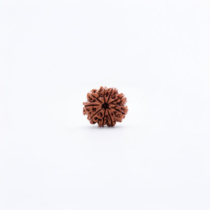 Natural Rudraksha Pendant 9 Face (Lab Certified)