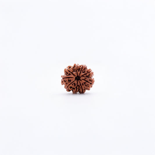 Natural Rudraksha Pendant 9 Face (Lab Certified)